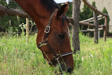 Naklejka na ściany i meble Beautiful horse grazing on green grass in paddock outdoors, closeup