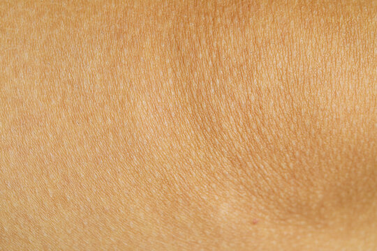 รูปภาพIntegument เลือกดูภาพถ่ายสต็อก เวกเตอร์ และวิดีโอ3,611 Adobe