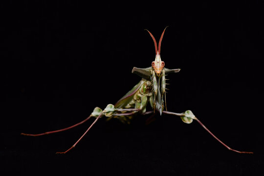 Idolomantis diabolica, Devils Flower Mantis on a black background