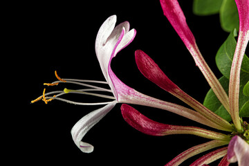 Flowers of honeysuckle, lat. Lonicera periclymenum Serotina, isolated on black background