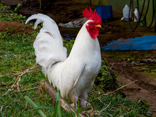 Small white rooster (bantam), on the grass, in a farm. 