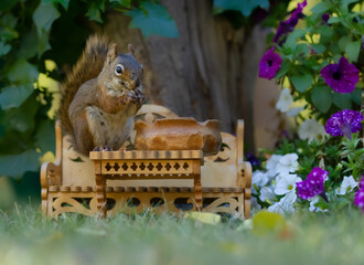 Cute squirrel in the flower garden eats from handmade furniture.