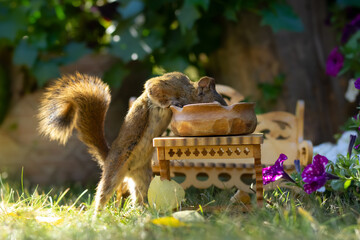 Cute squirrel in the flower garden eats from handmade furniture.