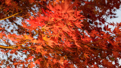 青空と紅葉　日本の秋の季節背景