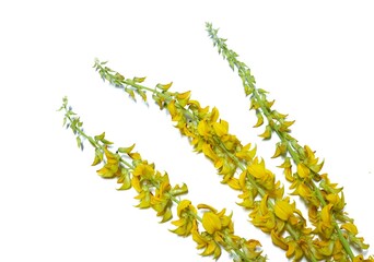 Three yellow wild flowers on a white background