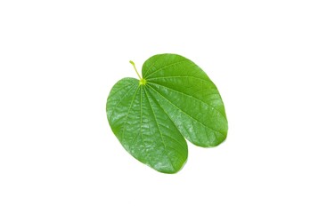 Fototapeta na wymiar Strange shaped leaves, green on a white background.