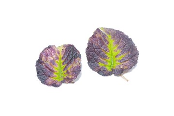 Two leaves, purple-green stripes on a white background