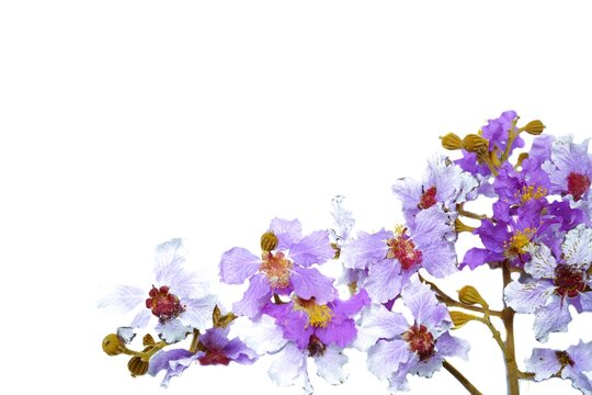 purple white flowers on a white background