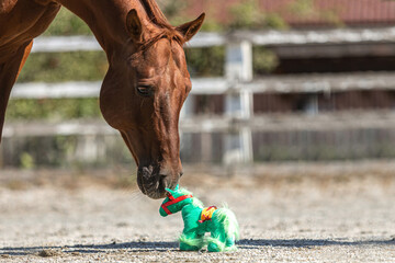 Cute and funny portrait of a big horse interacting with a tiny plush horse outdoors