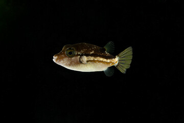 Brown-lined puffer (Canthigaster rivulata) juvenile © UMI-OBOE