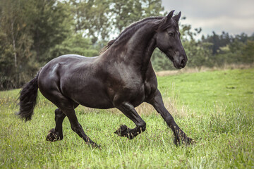 Portrait of a friesian horse in motion: A black friesian gelding running across a pasture in autumn...