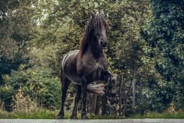Portrait of an elegant friesian horse gelding in autumn outdoors