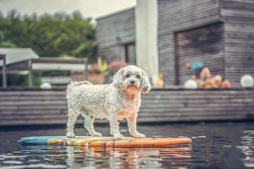 Cute and funny portrait of a havanese dog standing on a surfboard in a pool in a garden outdoors
