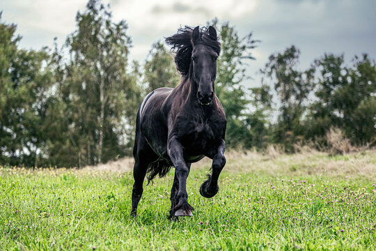 Portrait of a friesian horse in motion: A black friesian gelding running across a pasture in autumn at a rainy day outdoors