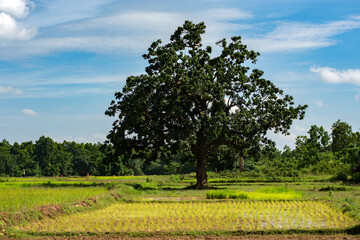 Fototapeta na wymiar Lonely tree on a green grassy field against the sky. A paddy field on which grows one beautiful tree, a summer landscape in sunny warm weather.