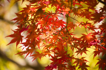 紅葉の葉をクローズアップ	