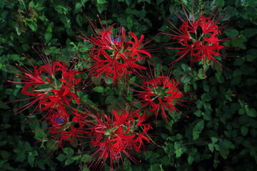 彼岸花　