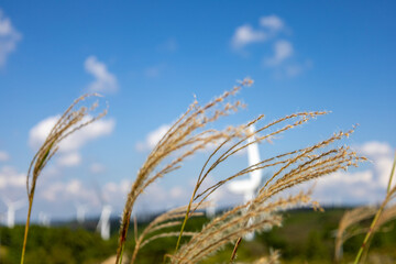 Silver grass and windmill in Aoyama Plateau