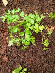 seedling growing in soil