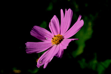 Fototapeta premium コスモス