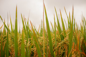 rice plants in the morning,there are located in my place,Indonesia.