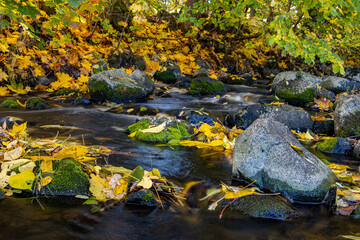 A water cascade in autumn creek with fallen leaves.