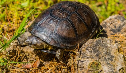 Turtle on the Rocks