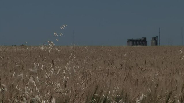 Wheat Field in Entre Rios Province, Argentina, South America.  