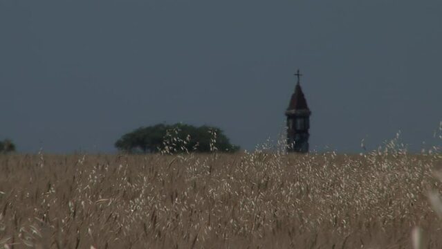 Wheat Field in Entre Rios Province, Argentina, South America. 
