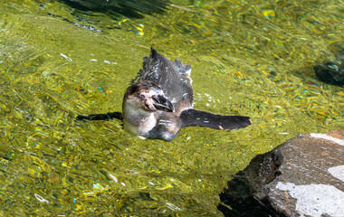 The Humboldt penguin (Spheniscus humboldti) swim in a water