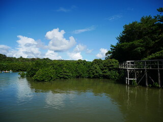 Fototapeta na wymiar 東村ふれあいヒルギ公園(沖縄)のマングローブ林