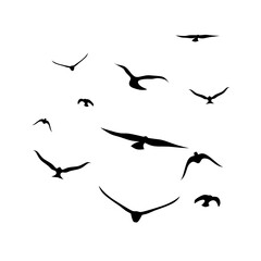 Silhouettes of a group of crows flying together. Isolated on a white background. Great for Halloween and horror themed posters.
