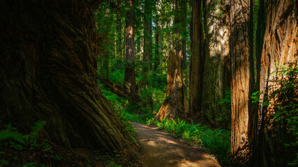 Obraz premium Autumn rainforest footpath in Redwoods State and National Forest park in California
