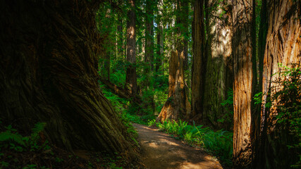 Autumn rainforest footpath in Redwoods State and National Forest park in California