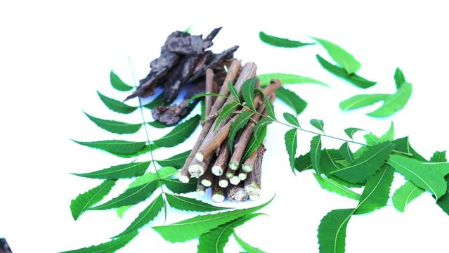Medicinal neem leaves Azadirachta indica ,Siamese neem leaves, Neem leaves. Azadirachta indica - A branch of neem tree leaves. Natural Medicine.