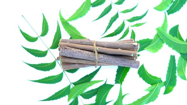 Medicinal neem leaves Azadirachta indica ,Siamese neem leaves, Neem leaves. Azadirachta indica - A branch of neem tree leaves. Natural Medicine.