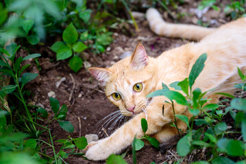 Naklejka na ściany i meble Playful ginger kitty in the garden, orange tabby cat