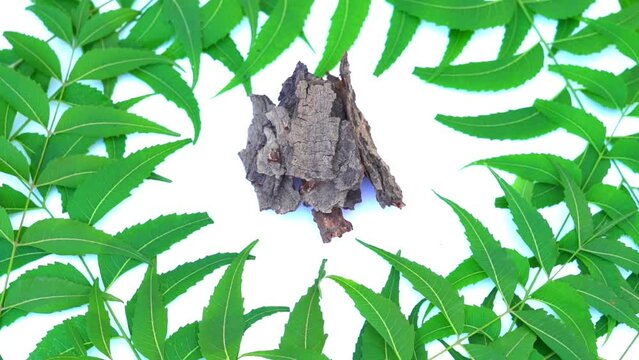Medicinal neem leaves Azadirachta indica ,Siamese neem leaves, Neem leaves. Azadirachta indica - A branch of neem tree leaves. Natural Medicine.