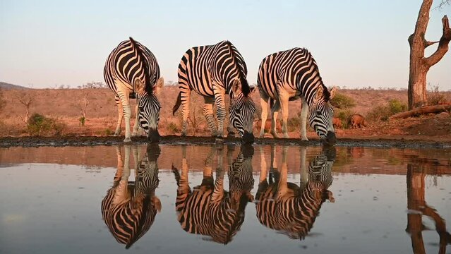 Zebras drinking at a water hole in late evening in South Africa