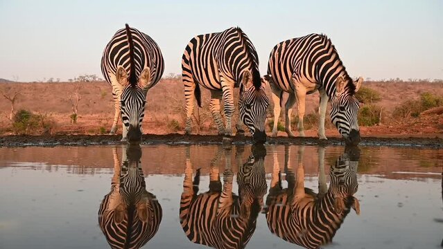 Zebras drinking at a water hole in late evening in South Africa