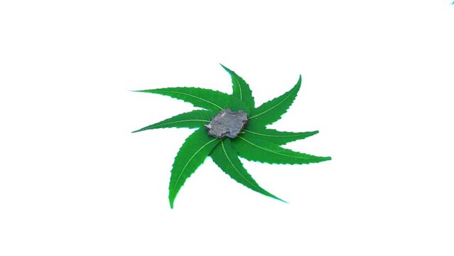 Medicinal neem leaves Azadirachta indica ,Siamese neem leaves, Neem leaves. Azadirachta indica - A branch of neem tree leaves. Natural Medicine.
