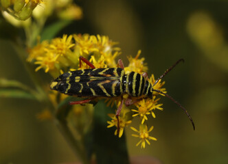 Looking down on the thorax and abdomen of an adult Locust Borer Beetle (Megacyllene robiniae) on goldenrod flowers. 
