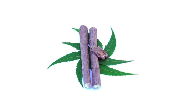 Medicinal neem leaves Azadirachta indica ,Siamese neem leaves, Neem leaves. Azadirachta indica - A branch of neem tree leaves. Natural Medicine.