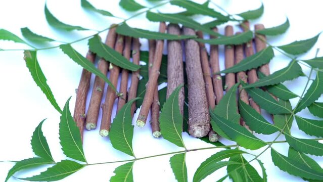 Medicinal neem leaves Azadirachta indica ,Siamese neem leaves, Neem leaves. Azadirachta indica - A branch of neem tree leaves. Natural Medicine.
