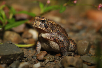 Close up of an alert-looking American toad (Anaxyrus americanus). 