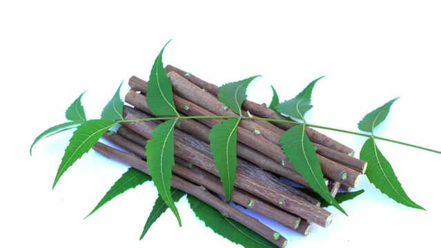 Medicinal neem leaves Azadirachta indica ,Siamese neem leaves, Neem leaves. Azadirachta indica - A branch of neem tree leaves. Natural Medicine.
