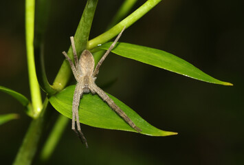 Light-colored nursery web spider sitting on a lily plant. 