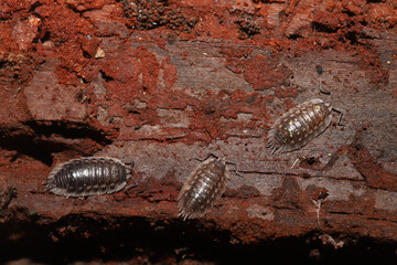 A group of three common shiny woodlice (Oniscus asellus) found under a log in Ohio. This species is native to Europe but introduced to North America. 