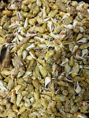 Sea snails background