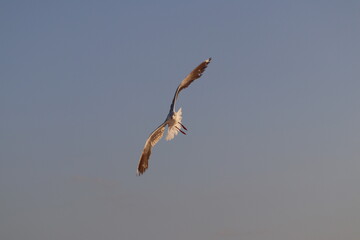 Fotos Gaivota Voando / Pictures Seagull Flying